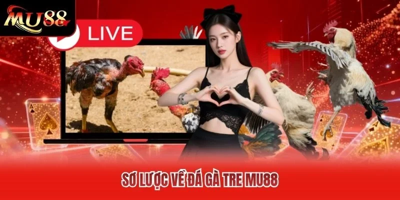 Sơ lược về đá gà tre MU88 Sơ lược về đá gà tre MU88