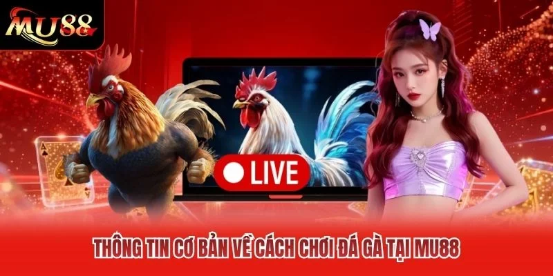 Thông tin cơ bản về cách chơi đá gà tại MU88 Thông tin cơ bản về cách chơi đá gà tại MU88